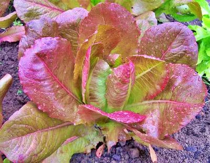 Close-up of a Rouge D'Hiver romaine lettuce head showing striking bronze-red and green leaf coloration with water droplets on the leaves