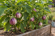 Rosa Bianca eggplant plants growing in a raised garden bed, large upright plants with several ripe round teardrop-shaped rosy-lavender and cream streaked fruits hanging from stems