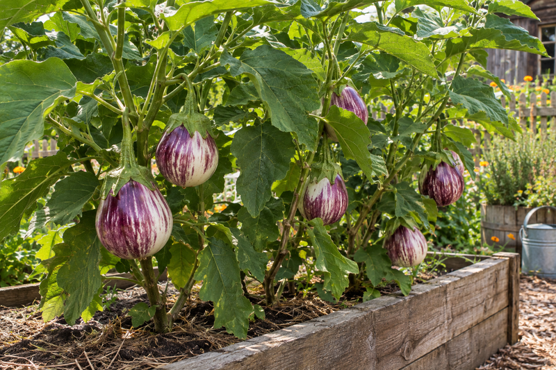 Rosa Bianca eggplant plants growing in a raised garden bed, large upright plants with several ripe round teardrop-shaped rosy-lavender and cream streaked fruits hanging from stems