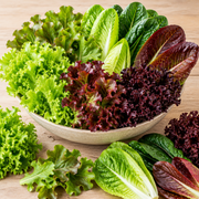 Mixed salad lettuce blend harvest showing bright green Simpson, oakleaf, cos romaine, tango, red romaine, ruby, and dark burgundy lollo rossa leaves together on a clean surface