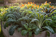 Kale Garden Seed Kit Raised Bed