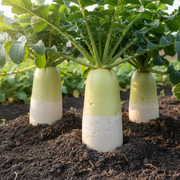 Karaine Daikon Growing in Garden