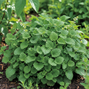Lemon Balm Plant with Bright Green Heart-Shaped Leaves