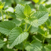 Lemon Balm