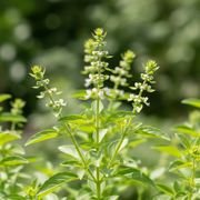 Lemon Basil