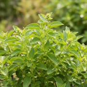 Lime Basil