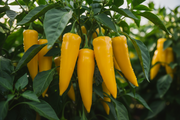 Mama Mia Giallo Pepper – Close-up