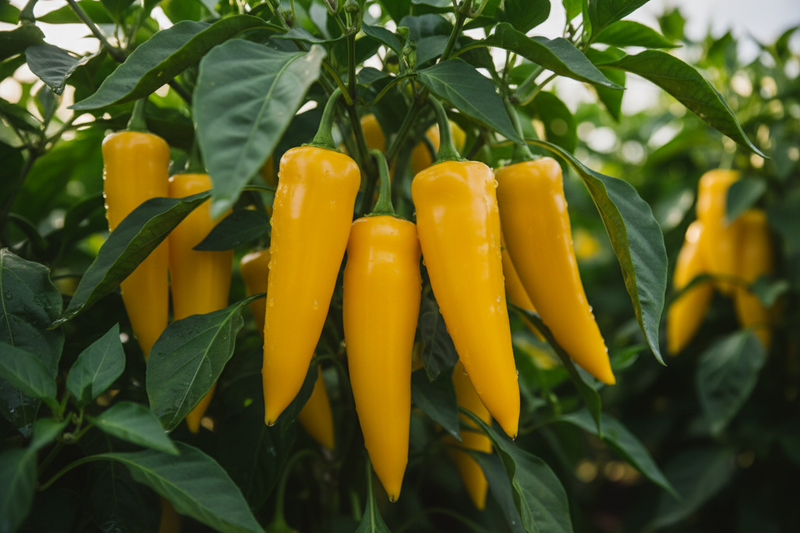 Mama Mia Giallo Pepper – Close-up
