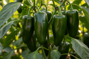 Mammoth Jalapeño Close-up - Revised