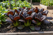 Murasaki Chingensai Red Kingdom Pak Choi in Raised Bed