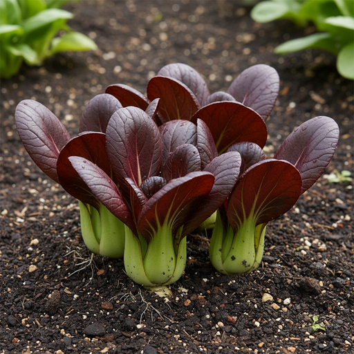 Murasaki Chingensai Red Kingdom Pak Choi