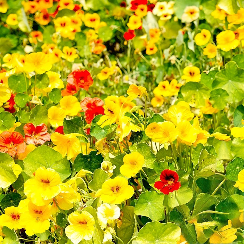Whirlybird Mix Nasturtium Heirloom Seeds