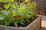 National Pickling Cucumber - Smaller Fruits