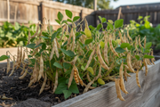 Nez Perce - Realistic Dry Bean Pods