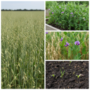 Oat and Pea Cover Crop Mix Collage