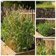 Oat and Pea Cover Crop Raised Bed Collage
