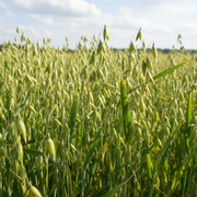 Oats