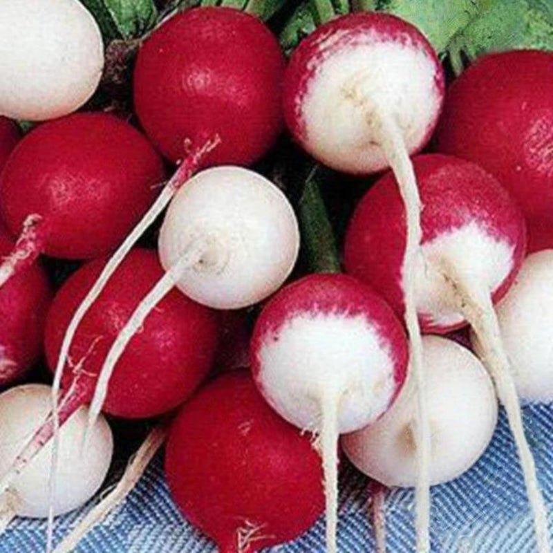 Confetti Mix Radish Heirloom Seeds Organic