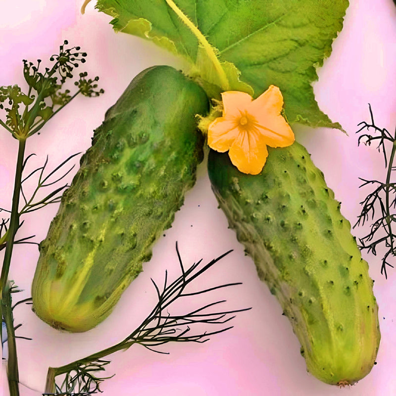 organic sumter cucumber heirloom seeds