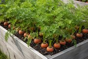 Parisian Carrot — Raised Bed