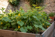 Parisian Gherkin Raised Bed