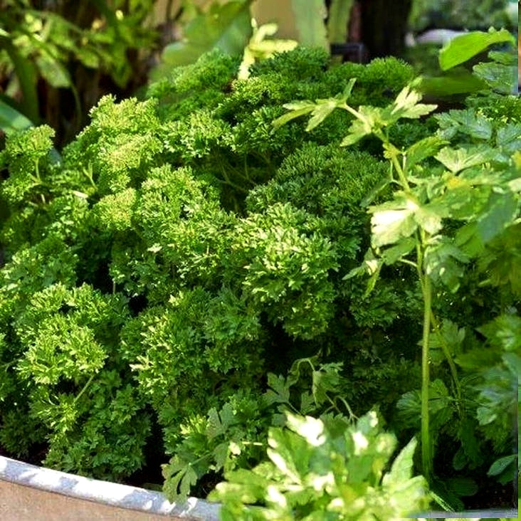 Kitchen Garden Blend Parsley Heirloom Seeds (Organic)