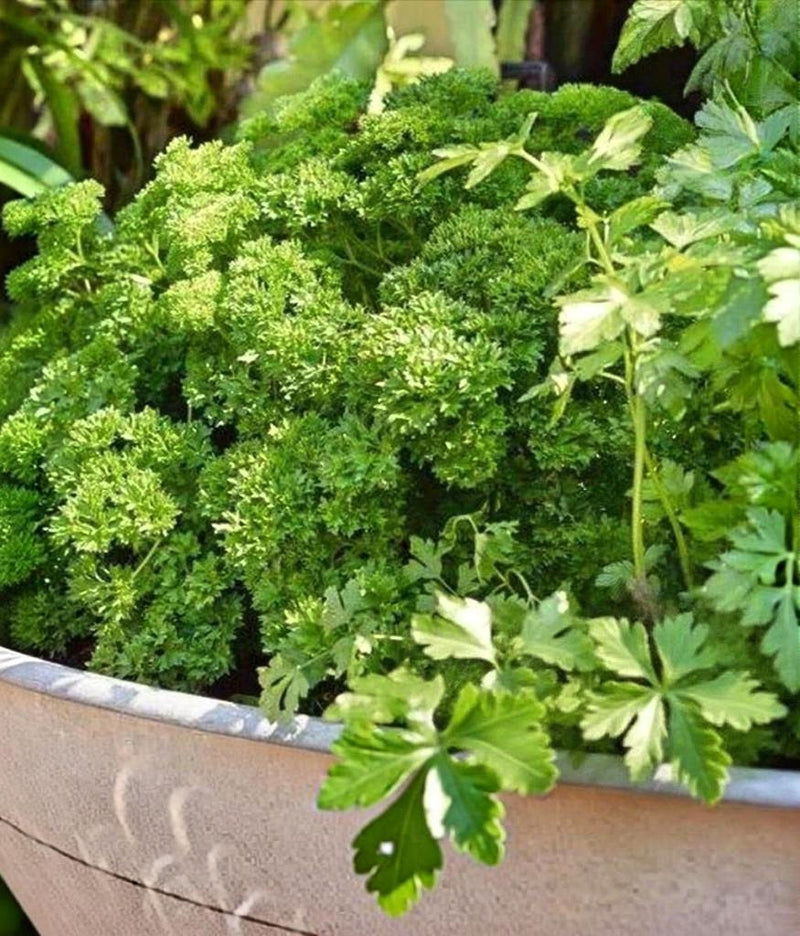 Culinary Blend Basil Heirloom Seeds — Organic