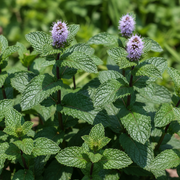 Peppermint