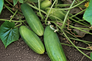 Poinsett 76 Cucumber — Fixed Garden Shot