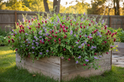 Pollinator Cover Crop Mix in Raised Bed