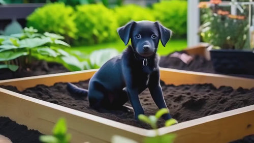 Blush, Tomato, Heirloom Garden Seeds Grown to Organic Standards Open Pollinated Gardening Non-GMO