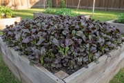 Purple Gem Pak Choi in Raised Bed