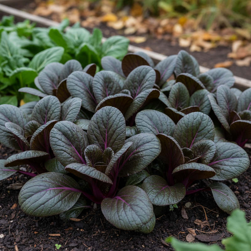 Purple Gem Pak Choi with Deep Violet Stems and Dark Glossy Leaves