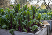 Purple Sword Celtuce in Raised Bed