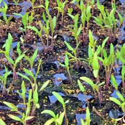 Red Cherry Tomato — Fixed Seedling Tray