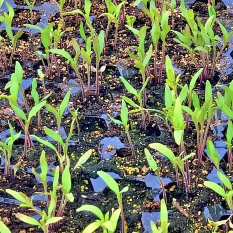 Red Cherry Tomato — Fixed Seedling Tray