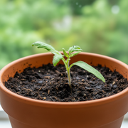 Red Cherry Tomato — Fixed Transplant Seedling