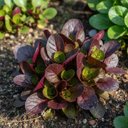 Red Komatsuna Plant Close-up
