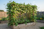 Red Noodle Yard Long - Trellis