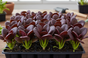 Red Tatsoi — Bushy Full Seedlings