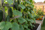 Rhinish Pickle Cucumber — Enhanced Raised Bed
