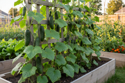 Rhinish Pickle Cucumber — Raised Bed