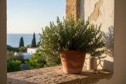 Rosemary in Terracotta Pot on Mediterranean Windowsill