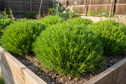 Saltwort Okahijiki - Raised Bed