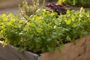 Santo Cilantro — Raised Bed Growing