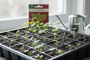 Santo Cilantro — Robust Seedling Tray