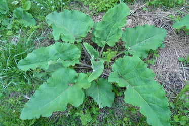 Burdock leaves close-up showing deeply textured dark green foliage