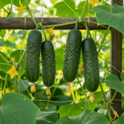 Snack F1 Mini Cucumbers on Trellis