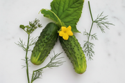 Sumter Cucumber — Fixed Clean Background