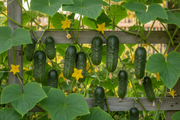 Sumter Pickling Cucumber — Trellis Fresh